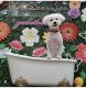 Bichon Frise Puppies for sale in Bayonne, NJ, USA. price: NA