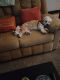 Bichon Frise Puppies for sale in Pennsauken Township, NJ 08109, USA. price: NA