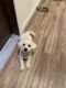 Bichon Frise Puppies for sale in West Allis, WI, USA. price: $1,500