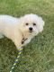 Bichon Frise Puppies for sale in Plano, TX 75024, USA. price: $750