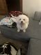Bichon Frise Puppies for sale in Racine, WI 53405, USA. price: $2,000