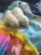 Bichon Frise Puppies for sale in Riverside, CA, USA. price: $250,000