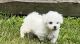 Bichon Frise Puppies for sale in Montgomery, AL 36123, USA. price: $550