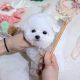 Bichon Frise Puppies for sale in Mobile, AL, USA. price: $400