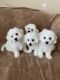 Bichon Frise Puppies for sale in Vancouver, WA, USA. price: NA