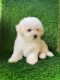 Bichon Frise Puppies for sale in California City, CA, USA. price: $3,400