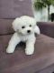 Bichon Frise Puppies for sale in College Station, TX, USA. price: $400