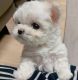 Bichon Frise Puppies for sale in Columbia, SC, USA. price: $450