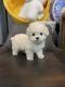Bichon Frise Puppies for sale in 6607 Cove Creek Dr, Billings, MT 59106, USA. price: $700