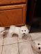 Bichon Frise Puppies for sale in Calle Aragon, Oak Park, CA 91377, USA. price: NA