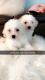 Bichon Frise Puppies for sale in Fort Walton Beach, FL, USA. price: $1,500