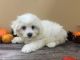 Bichon Frise Puppies for sale in Durham, NC, USA. price: $400