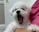 Bichon Frise Puppies for sale in Los Angeles, CA, USA. price: $4,000