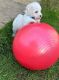 Bichon Frise Puppies for sale in Kings Beach, California. price: $500