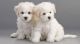 Bichon Frise Puppies for sale in Kings Beach, California. price: $500
