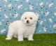 Bichon Frise Puppies for sale in Raleigh, North Carolina. price: $450