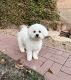 Bichon Frise Puppies for sale in Farmers Branch, Texas. price: $800