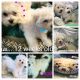 Bichon Frise Puppies for sale in North York, Ontario. price: $700