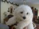 Bichon Frise Puppies for sale in North Las Vegas, NV, USA. price: NA