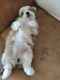 Bichon Frise Puppies for sale in Spring Hill, FL 34606, USA. price: $890