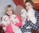 Bichon Frise Puppies for sale in Carson City, NV, USA. price: NA