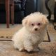 Bichon Frise Puppies for sale in Topeka, KS, USA. price: NA