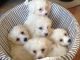 Bichon Frise Puppies for sale in Delvinë District, Albania. price: 250 ALL