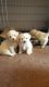 Bichon Frise Puppies for sale in Waco, TX, USA. price: NA