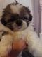 Bichon Frise Puppies for sale in Waco, TX, USA. price: NA