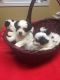 Bichon Frise Puppies for sale in Rudolph, WI 54475, USA. price: $800