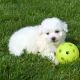 Bichon Frise Puppies for sale in Milwaukee, WI, USA. price: $500