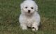 Bichon Frise Puppies for sale in Duncanville, TX, USA. price: NA