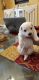 Bichon Frise Puppies for sale in Lakeland, FL, USA. price: NA