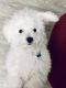 Bichon Frise Puppies for sale in Henderson, NV, USA. price: NA
