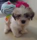 Bichon Frise Puppies for sale in Milwaukee, WI 53204, USA. price: $700