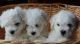 Bichon Frise Puppies for sale in Jersey City, NJ, USA. price: NA