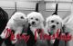 Bichon Frise Puppies for sale in Racine, WI, USA. price: $800
