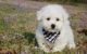 Lovely Bichon Frise Puppies For Sale.