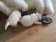 Bichon Frise Puppies for sale in Adolphus, KY 42120, USA. price: NA