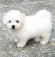 Bichon Frise Puppies for sale in Pell City, AL, USA. price: $1,500