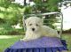 Charming & smart AKC Bichon Frise puppies