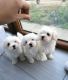Sweet Bichon Frise puppies