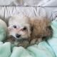 Bichon Frise Puppies for sale in Stevens Point, WI, USA. price: $1,300