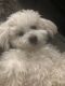 Bichon Frise Puppies for sale in Frenchtown, NJ 08825, USA. price: NA