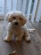 Bichon Frise Puppies for sale in West Allis, WI, USA. price: $1,700