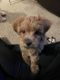 Bichonpoo Puppies for sale in Mays Landing, Hamilton, NJ 08330, USA. price: $1,200