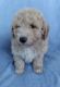 Bichonpoo Puppies for sale in Shelby Twp, MI, USA. price: NA