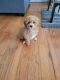 Bichonpoo Puppies for sale in Elizabeth, NJ, USA. price: $1,200