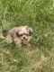 Bichonpoo Puppies for sale in Southfield, MI, USA. price: NA