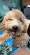 Bichonpoo Puppies for sale in East Windsor, NJ, USA. price: $700